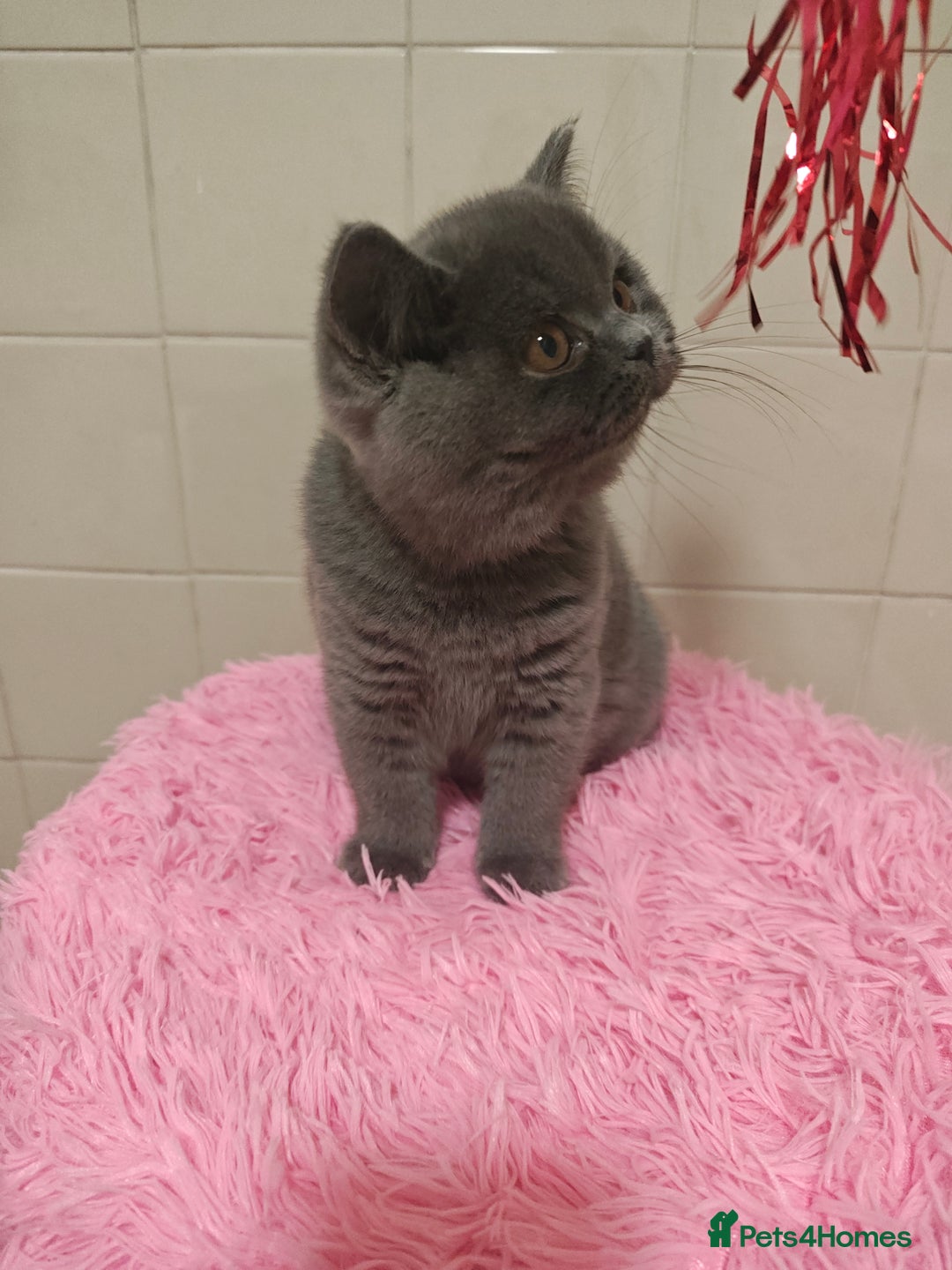 British Shorthair cats for sale: Last blue girl  BSH TICA  registered  - Advert 38