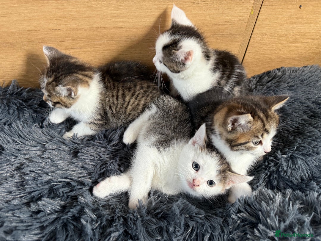 Mixed Breed cats for sale: Mixed kitten - Image 7
