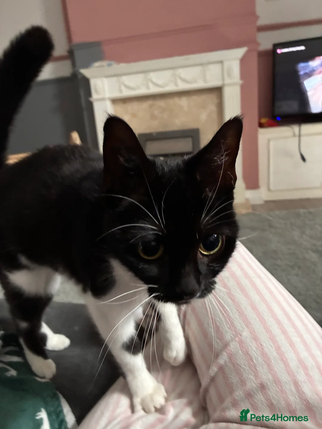 Mixed Breed cats for sale: Lexi.  - Advert 2