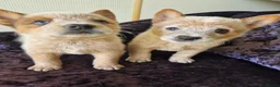 Australian Cattle Dog dogs for sale: 6 Stunning KC Australian cattle dog puppies  - Advert 11