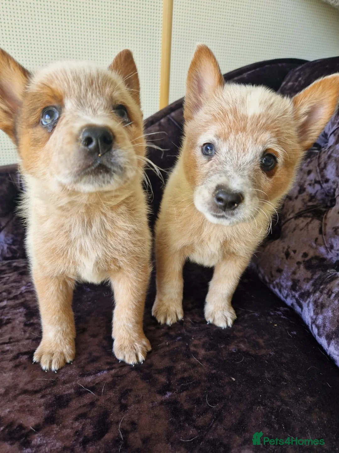 Australian Cattle Dog dogs for sale: 6 Stunning KC Australian cattle dog puppies  - Advert 11