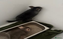 Chinchilla rodents for sale: 2 bonded male chinchillas - Image 2