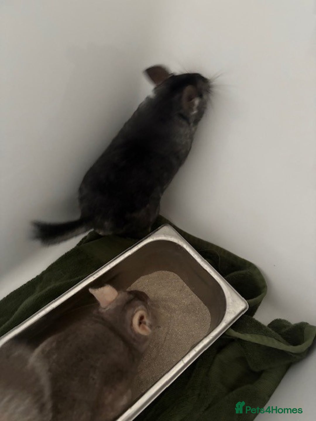 Chinchilla rodents for sale: 2 bonded male chinchillas - Image 2