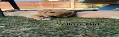 Yellow collar