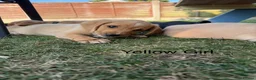 Cockerdor dogs for sale: 1 BEAUTIFUL COCKERDOR LEFT TO FIND FOREVER HOME - Advert 1