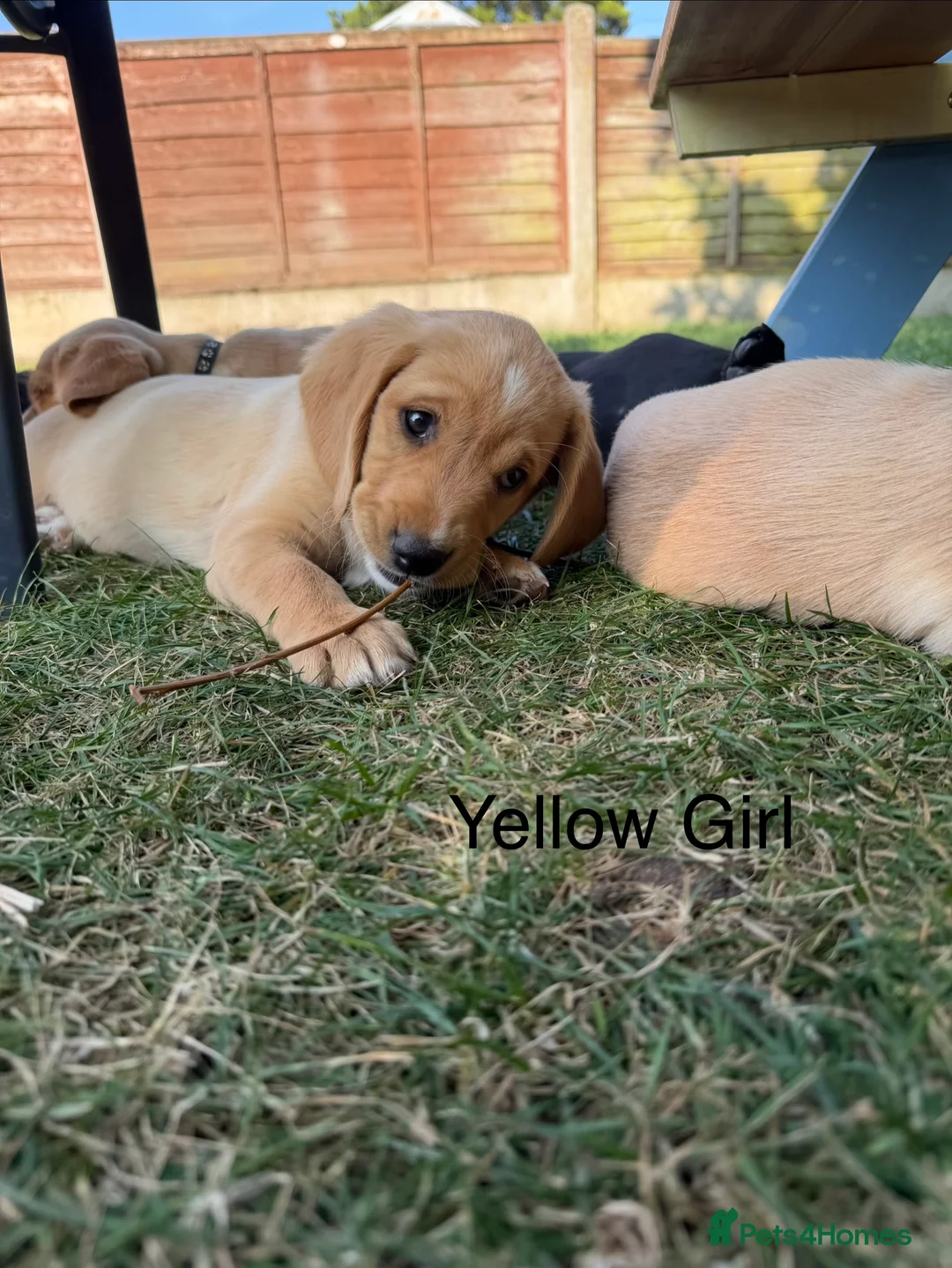 Cockerdor dogs for sale: 1 BEAUTIFUL COCKERDOR LEFT TO FIND FOREVER HOME - Advert 1