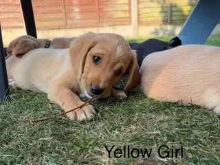 Cockerdor dogs 6 BEAUTIFUL COCKERDORS LEFT TO FIND NEW HOMES - Advert 3