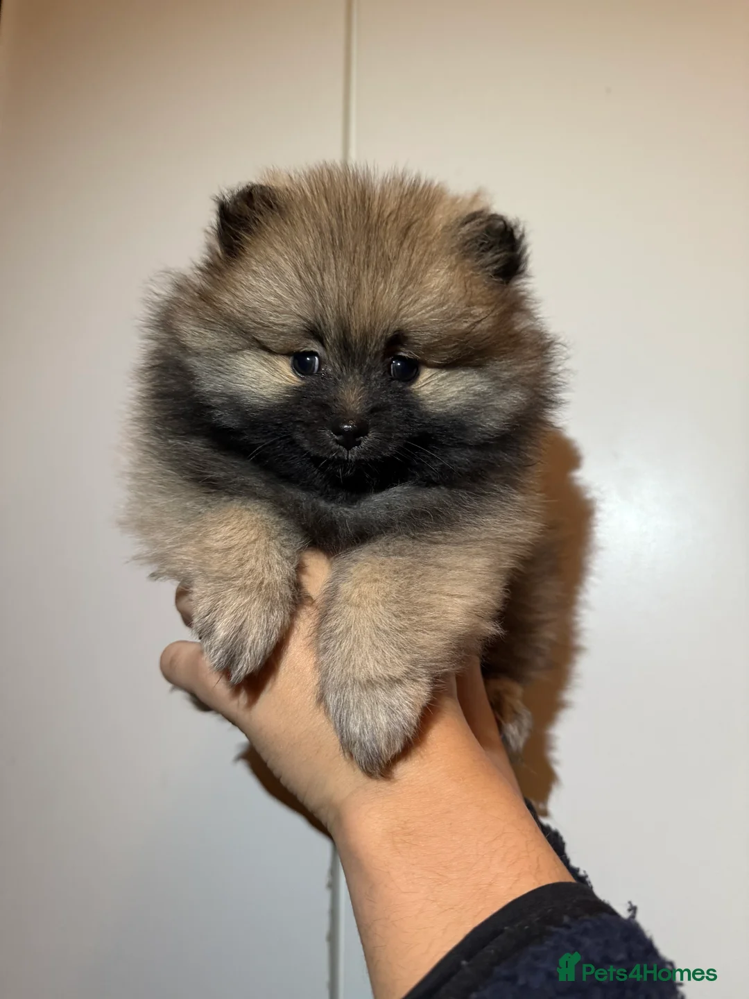 Pomeranian dogs for sale: Two Poms looking for forever home - Advert 5