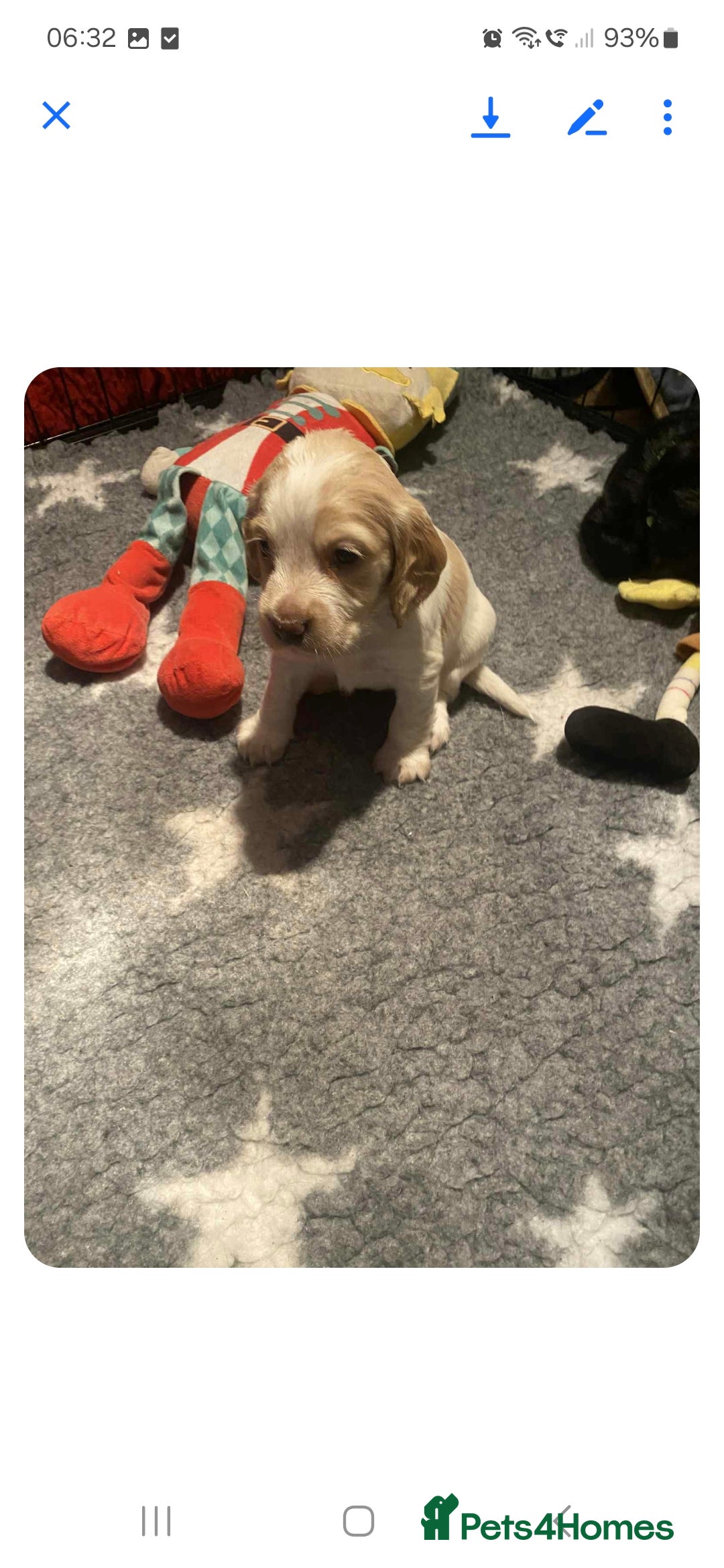 Cocker Spaniel dogs for sale: 6 cocker-spaniel pups  - Image 6