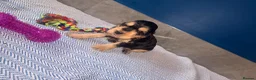 Cocker Spaniel dogs for sale: KC registered Black & Tan Sable Boy 🩵 - Advert 7