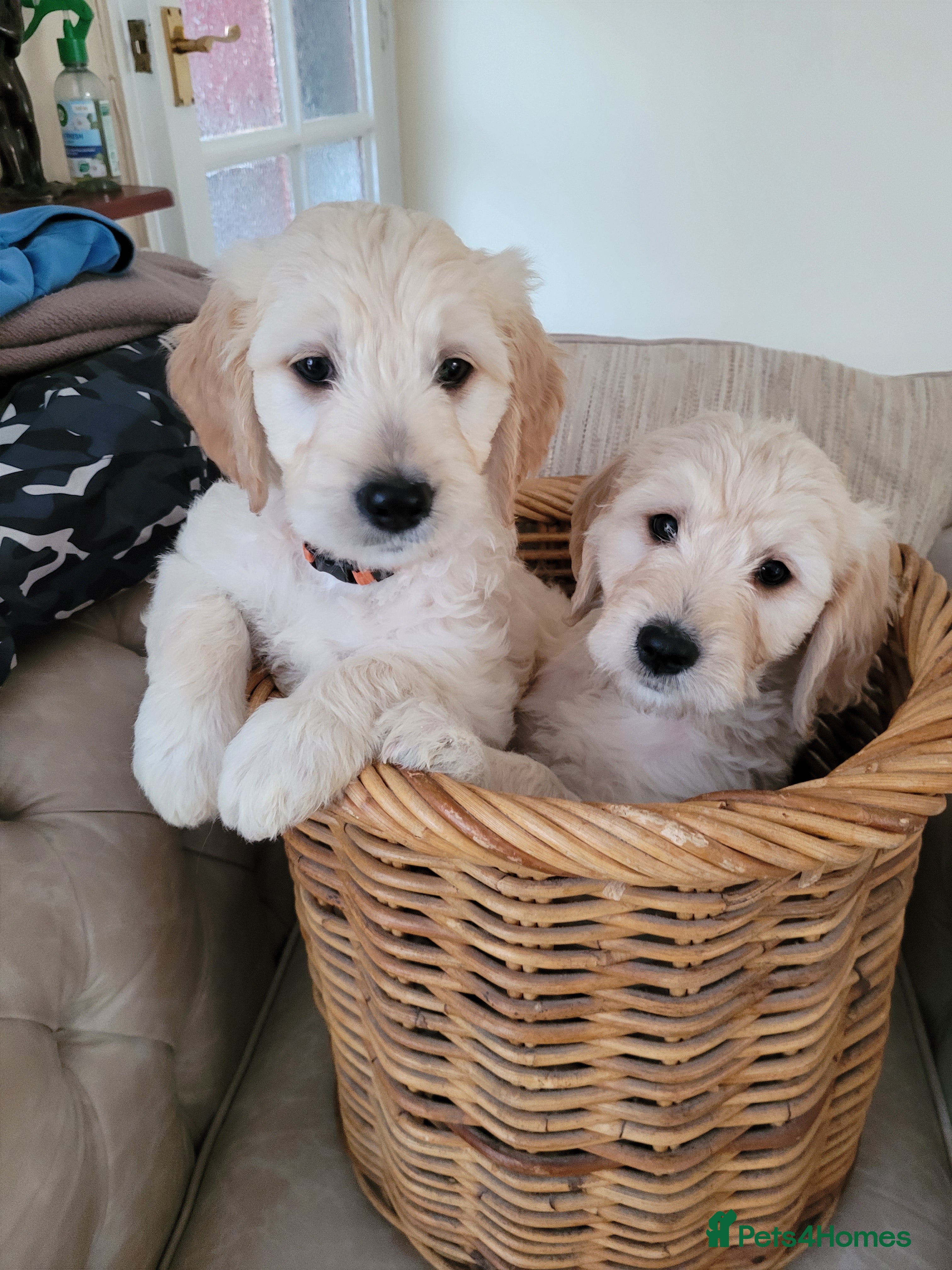 Goldendoodle dogs Goldendoodles. Extensively health tested parents - Advert 1