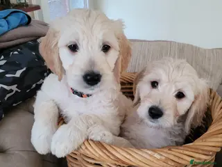 Goldendoodle dogs Goldendoodles. Extensively health tested parents - Advert 1