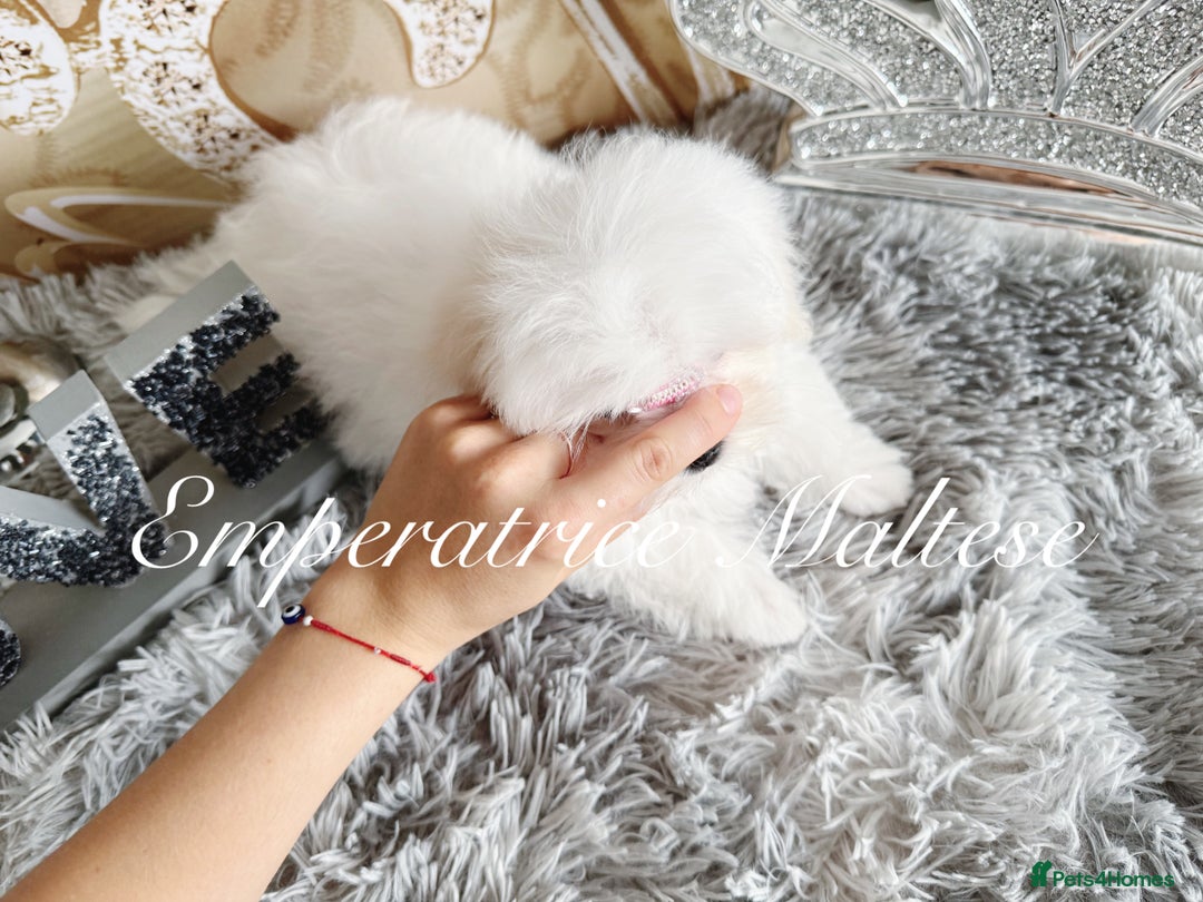 Maltese dogs for sale: Emperatrice Maltese-Korean Line Show Maltese KC Re - Image 8