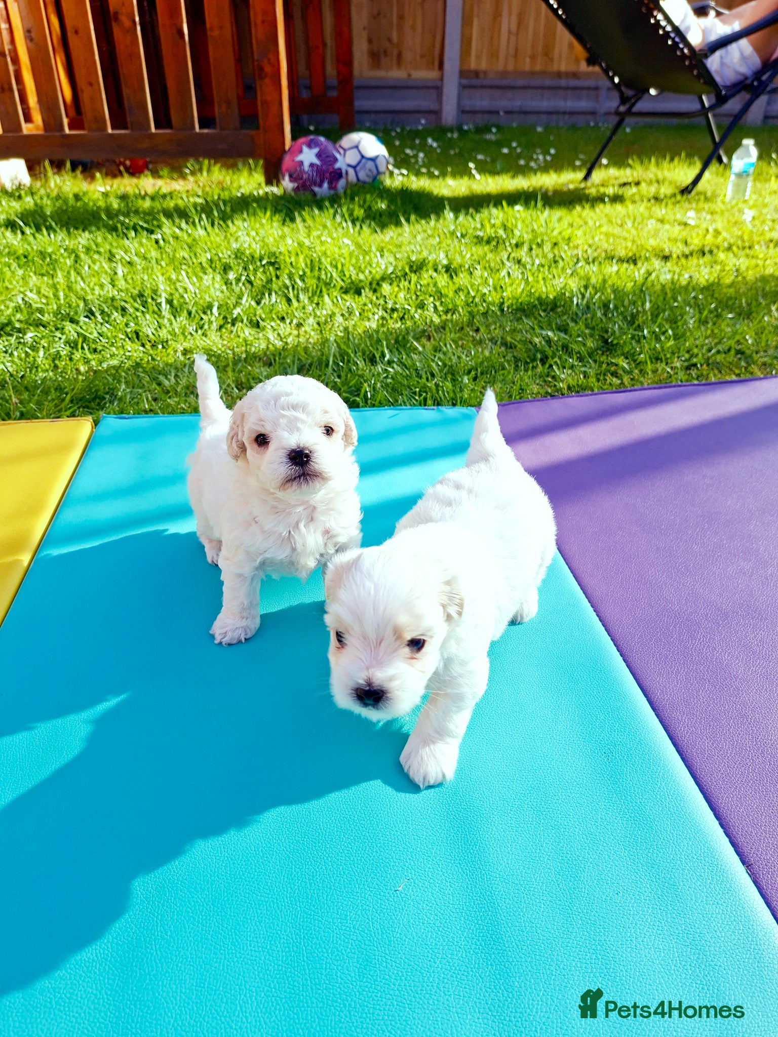 Maltese dogs Maltes puppies !! ONLY TWO BOYS LEFT!! - Advert 6