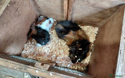 Guinea Pig rodents for sale: Pair of Bonded Male Abyssinian Guinea Pigs  - Image 1