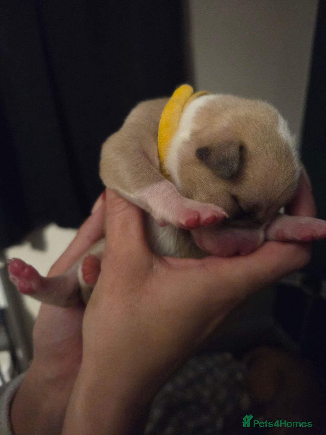 American Bulldog dogs for sale: American bulldog puppies  - Image 8