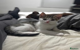 Mixed Breed cats for sale: Male kitten - Image 5