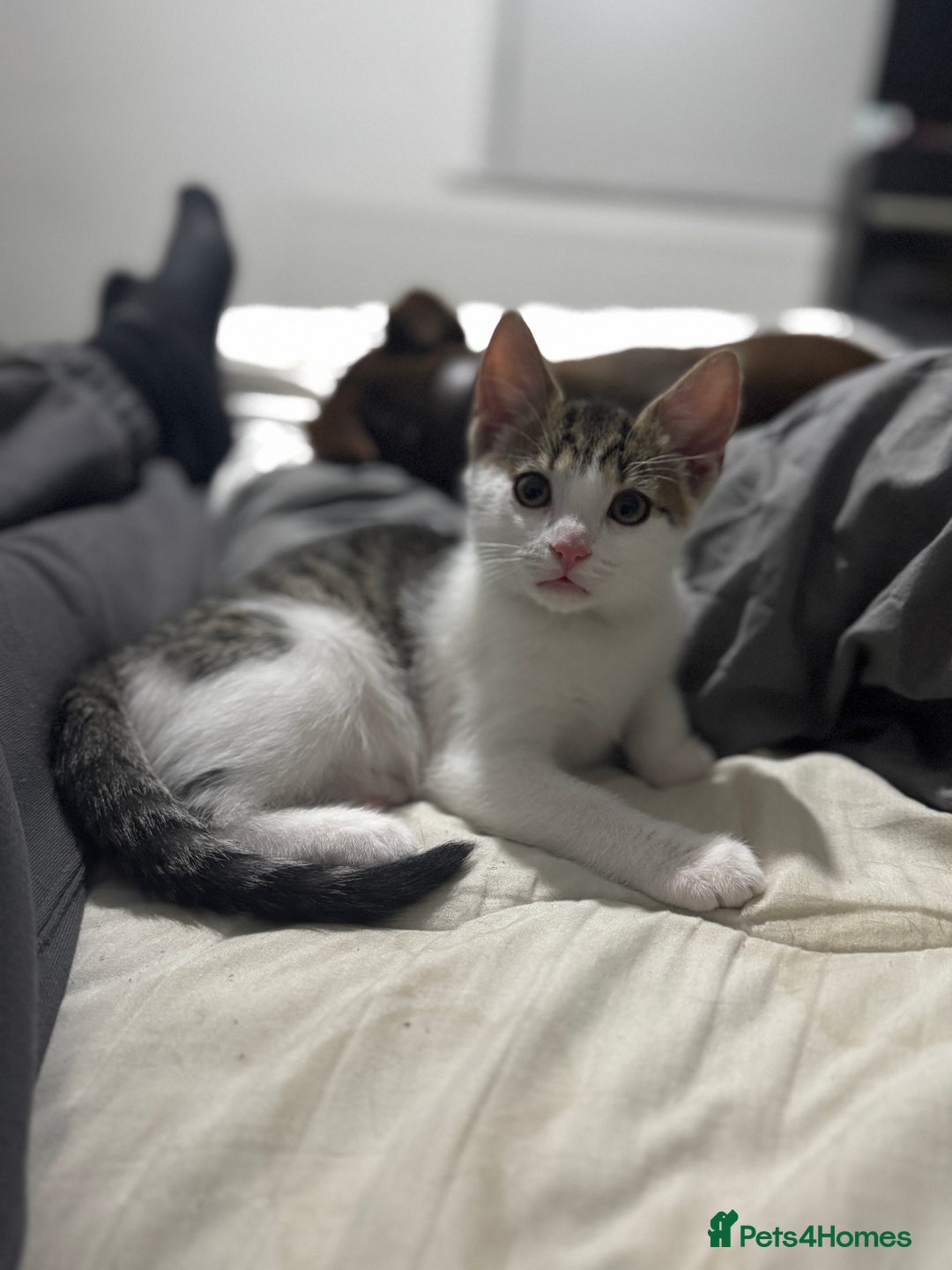 Mixed Breed cats for sale: Male kitten - Image 5