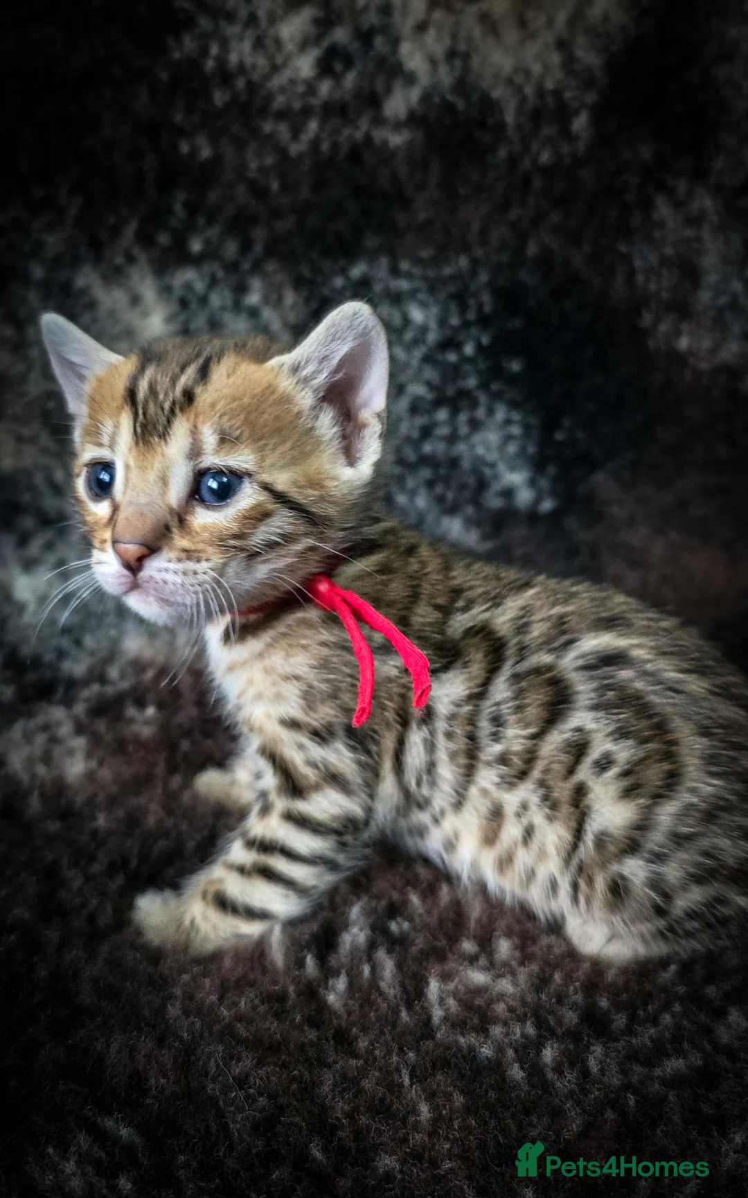 Bengal cats for sale: 3 lovely girls and 1 boy ready for reservation - Advert 1