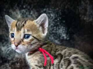 Bengal cats 3 lovely girls and 1 boy ready for reservation - Advert 6