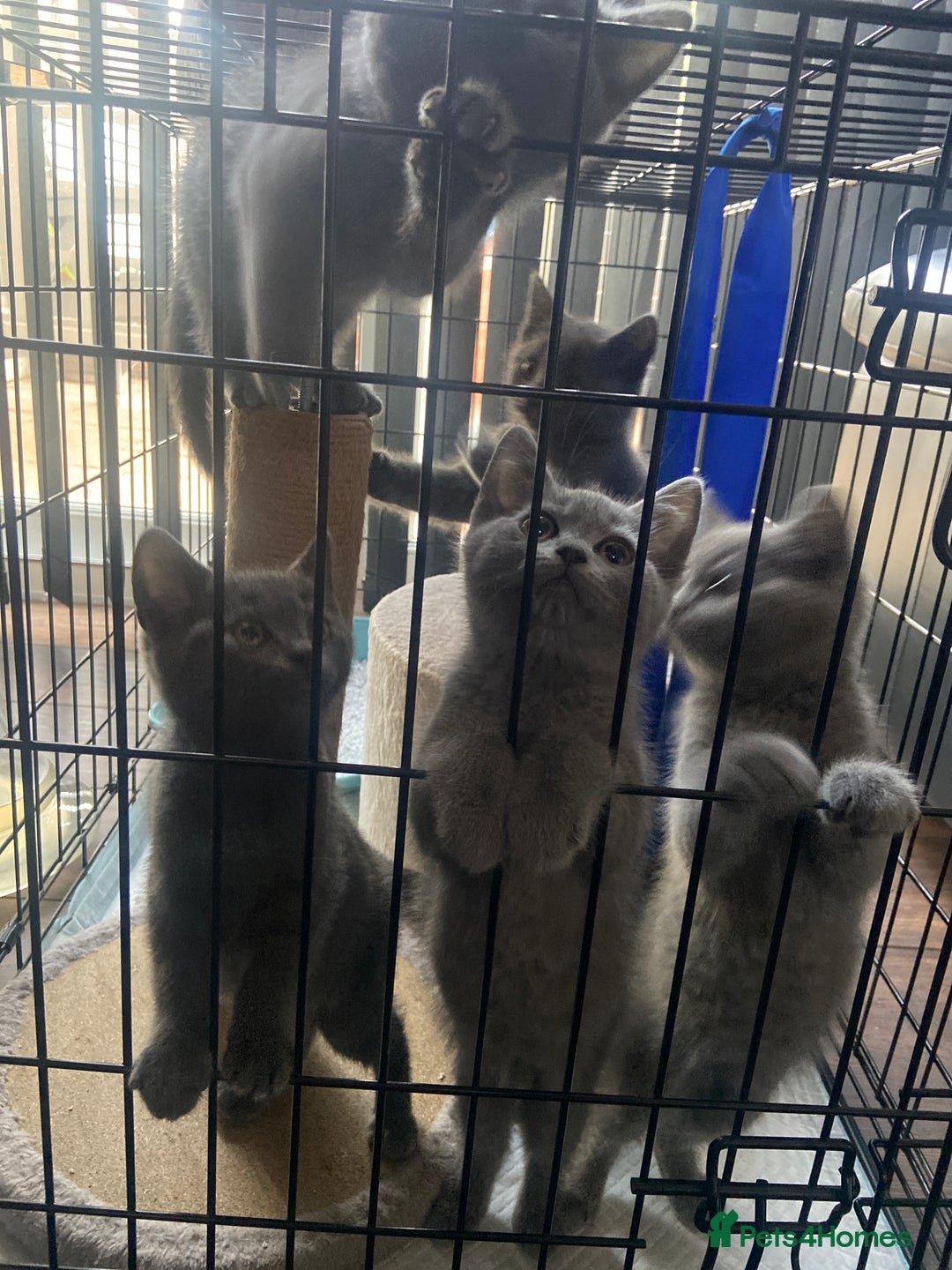British Shorthair cats for sale: British Shorthair x Russian Blue Kittens  - Image 1