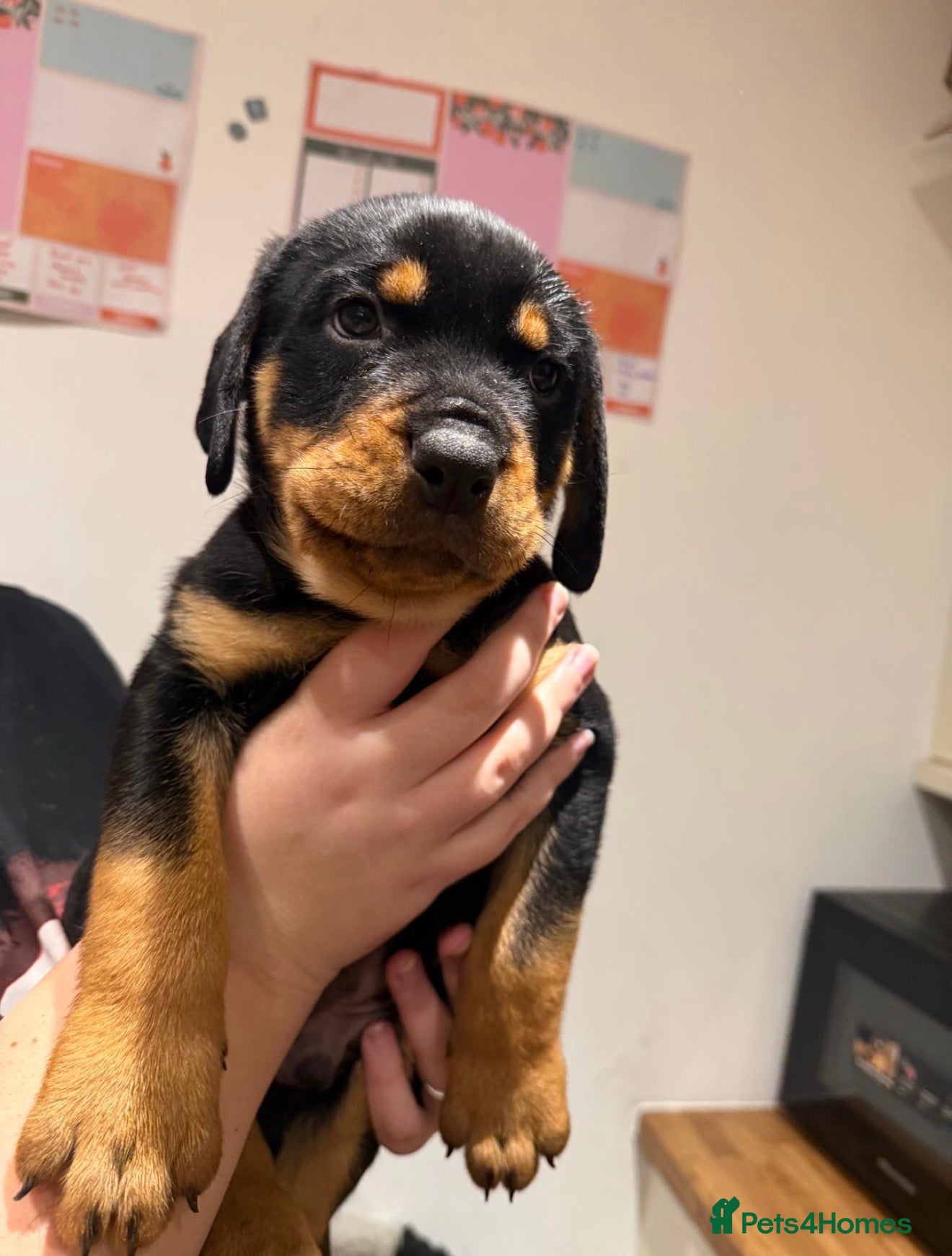 Rottweiler dogs Chunky Rottweiler Puppies - Advert 4