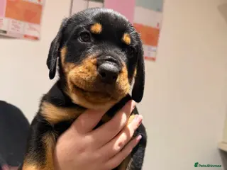 Rottweiler dogs Chunky Rottweiler Puppies - Advert 2