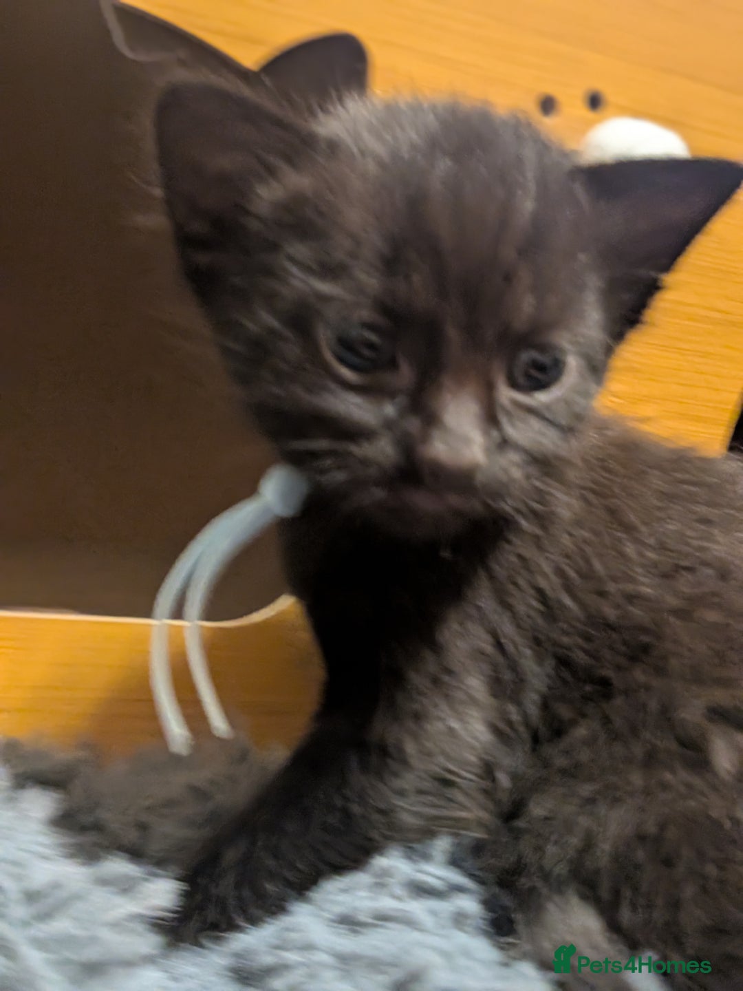 Maine Coon cats for sale: Last 2 beautiful Maine coon x males  - Image 10