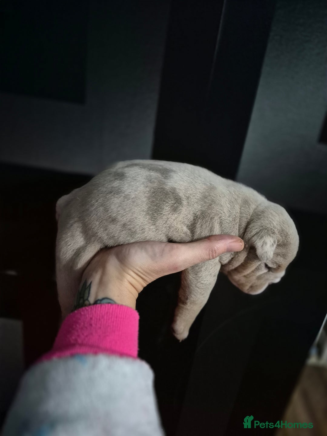 English Bulldog dogs for sale: Beautiful Litter Of New English Bulldog Puppies - Image 29
