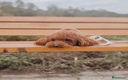 Toy Poodle dogs for sale: Cute Toy Poodle for rehome - Image 2