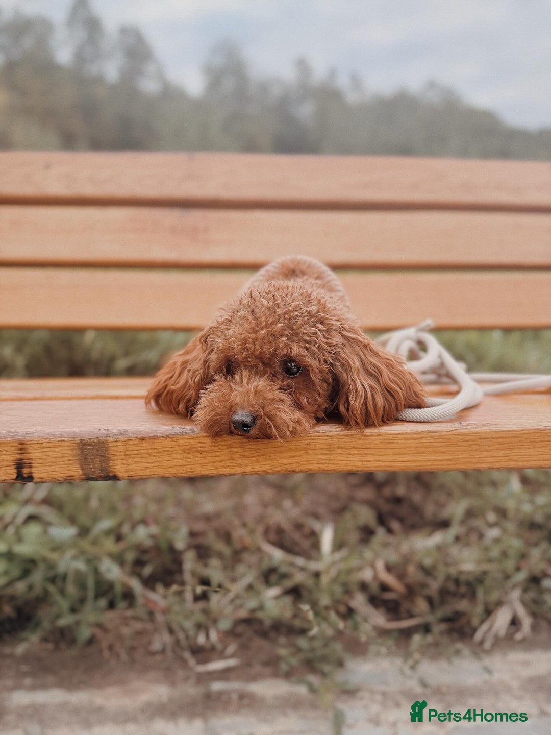 Toy Poodle dogs for sale: Cute Toy Poodle for rehome - Image 2