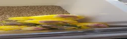 Parakeets birds for sale: Hand reared Kakarikis for sale in Aylesbury - Advert 1