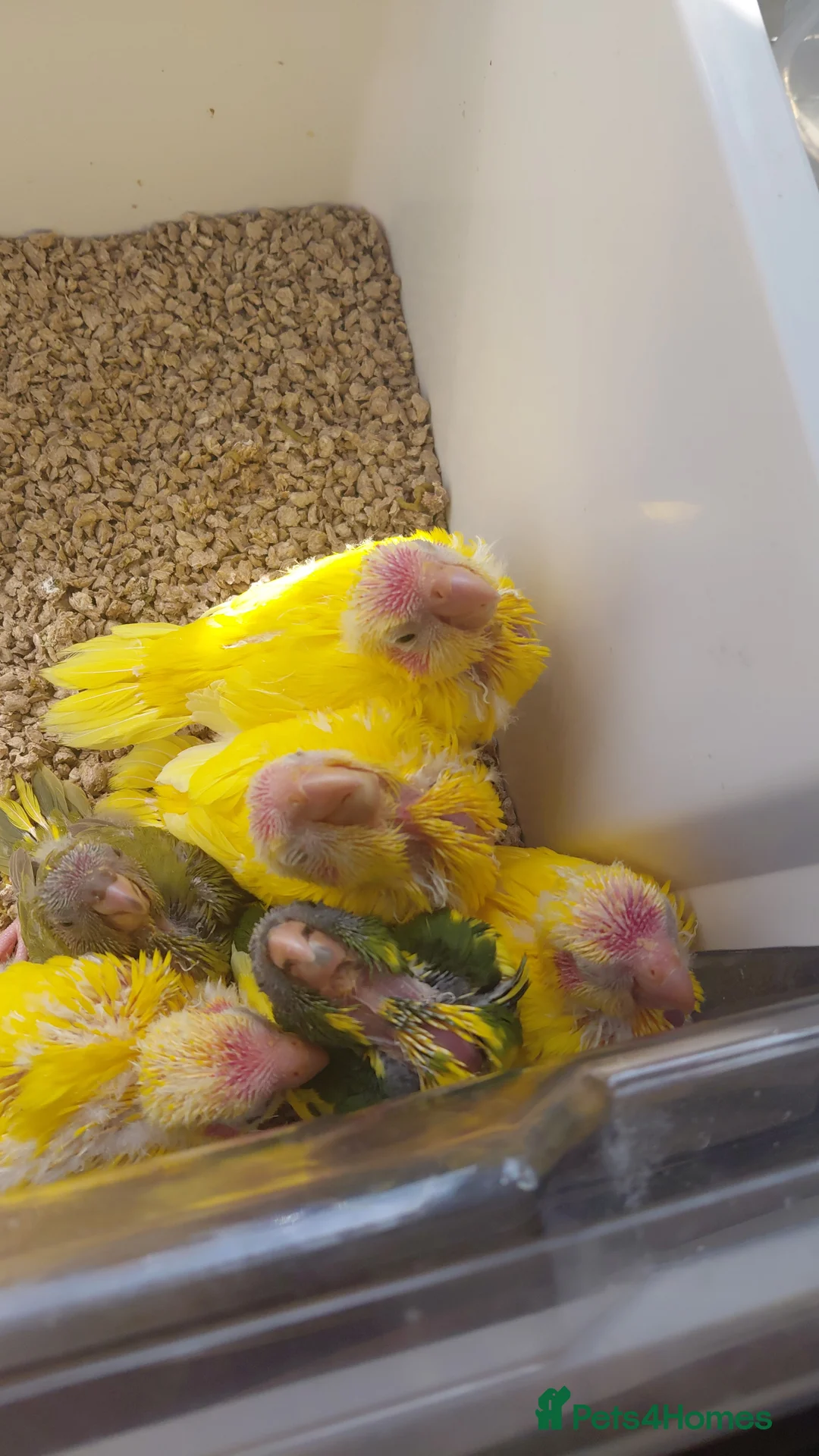 Parakeets birds for sale: Hand reared Kakarikis for sale in Aylesbury - Advert 1