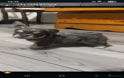 French Bulldog dogs for sale: Beautiful fluffy French bulldogs  - Image 2