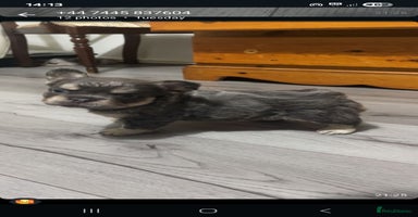 French Bulldog dogs - Advert 10