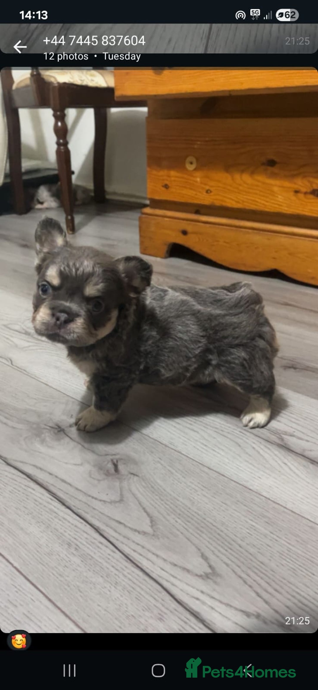 French Bulldog dogs for sale: Beautiful fluffy French bulldogs  - Image 2