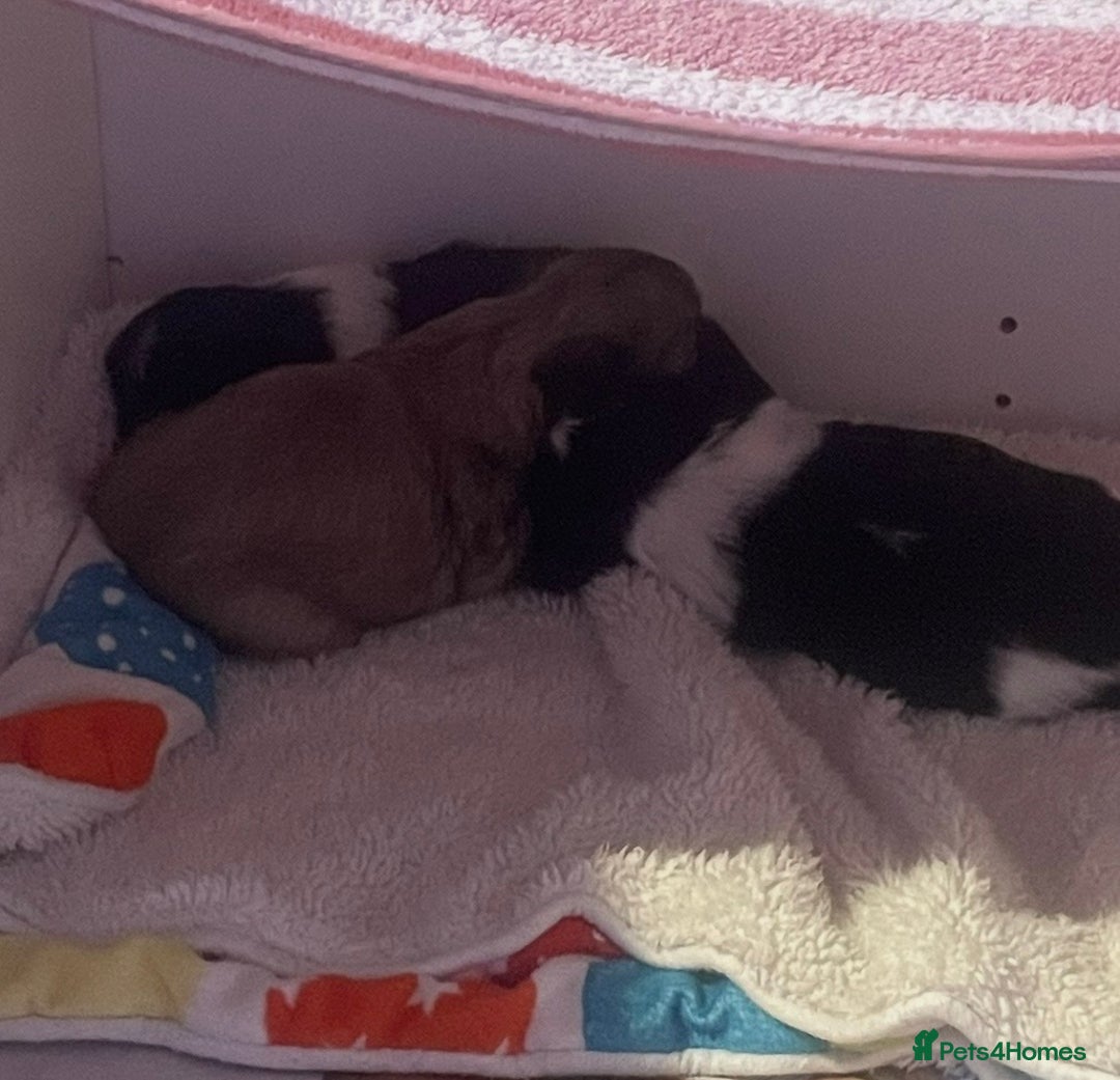 Shih Tzu dogs for sale: Shih Tzu puppies  - Advert 4