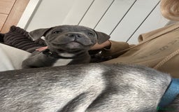 Staffordshire Bull Terrier dogs for sale: Stunning Blue Staffordshire Bull Puppies for sale - Image 17