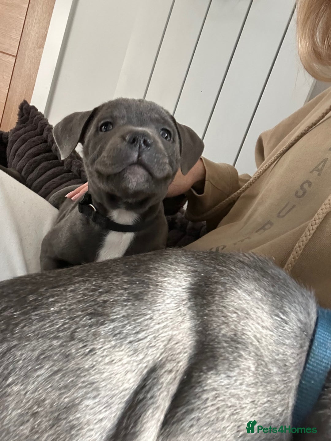 Staffordshire Bull Terrier dogs for sale: Stunning Blue Staffordshire Bull Puppies for sale - Image 17