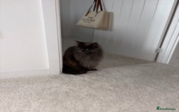 Maine Coon cats for sale: Maine Coon Girl - Image 3
