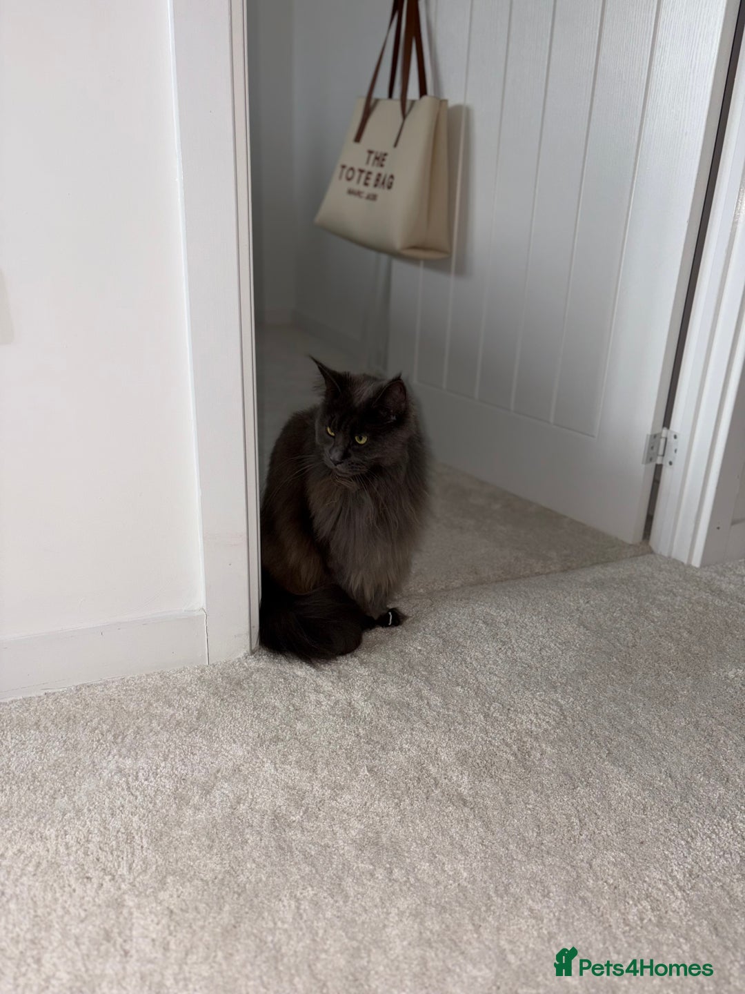 Maine Coon cats for sale: Maine Coon Girl - Image 3