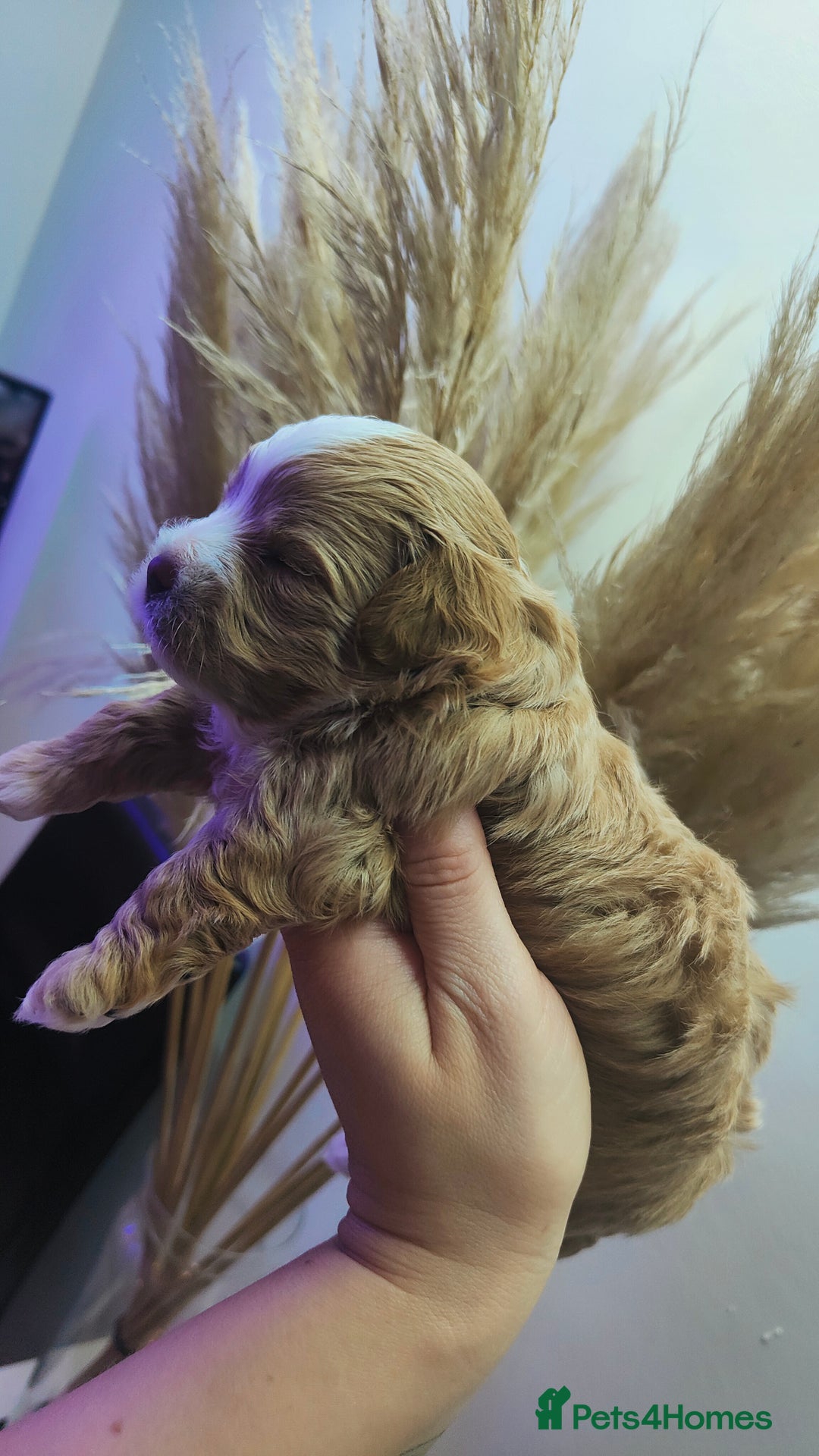 Maltipoo dogs for sale: F1 Tiny Maltipoo Puppies  - Advert 12