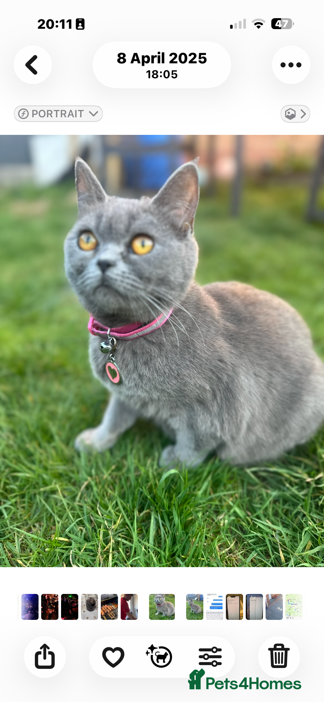 British Shorthair cats ❤️❤️❤️ Ready for booking.❤️❤️❤️ - Advert 2