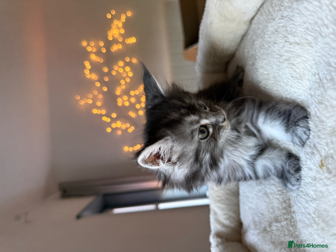 Maine Coon cats for sale: Beautiful Maine Coon Kittens – Ready mid January - Advert 15