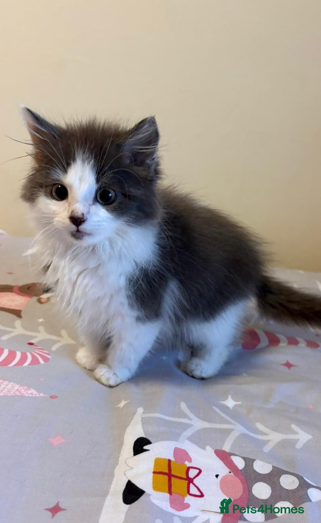 Ragdoll cats for sale: Ragdoll cross British Shorthair Kitten - Advert 4