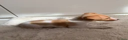 Jack Russell dogs for sale: Beautiful Pure Jack Russell Puppies Dogs  in Isleworth - Advert 13