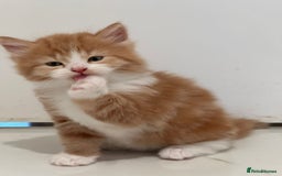 Maine Coon cats for sale: Stunning Mainecoon Kittens - Image 19