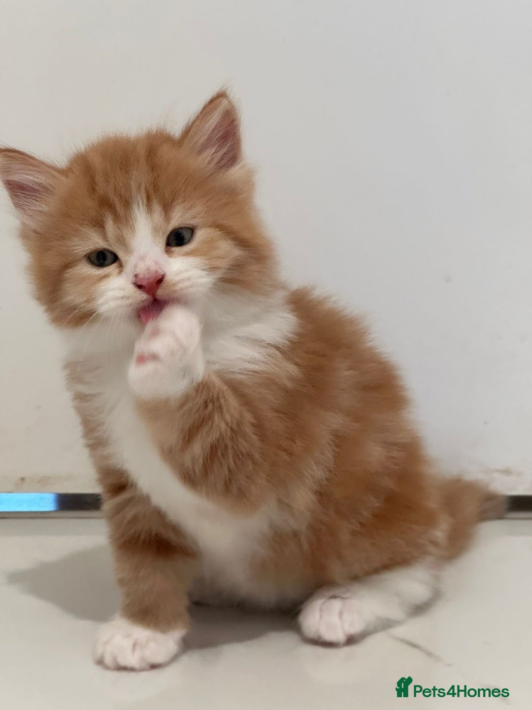 Maine Coon cats for sale: Stunning Mainecoon Kittens - Image 19
