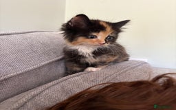 Turkish Van cats for sale: Turkish Van Mix Kittens 8 Weeks Old Ready Now! - Image 18