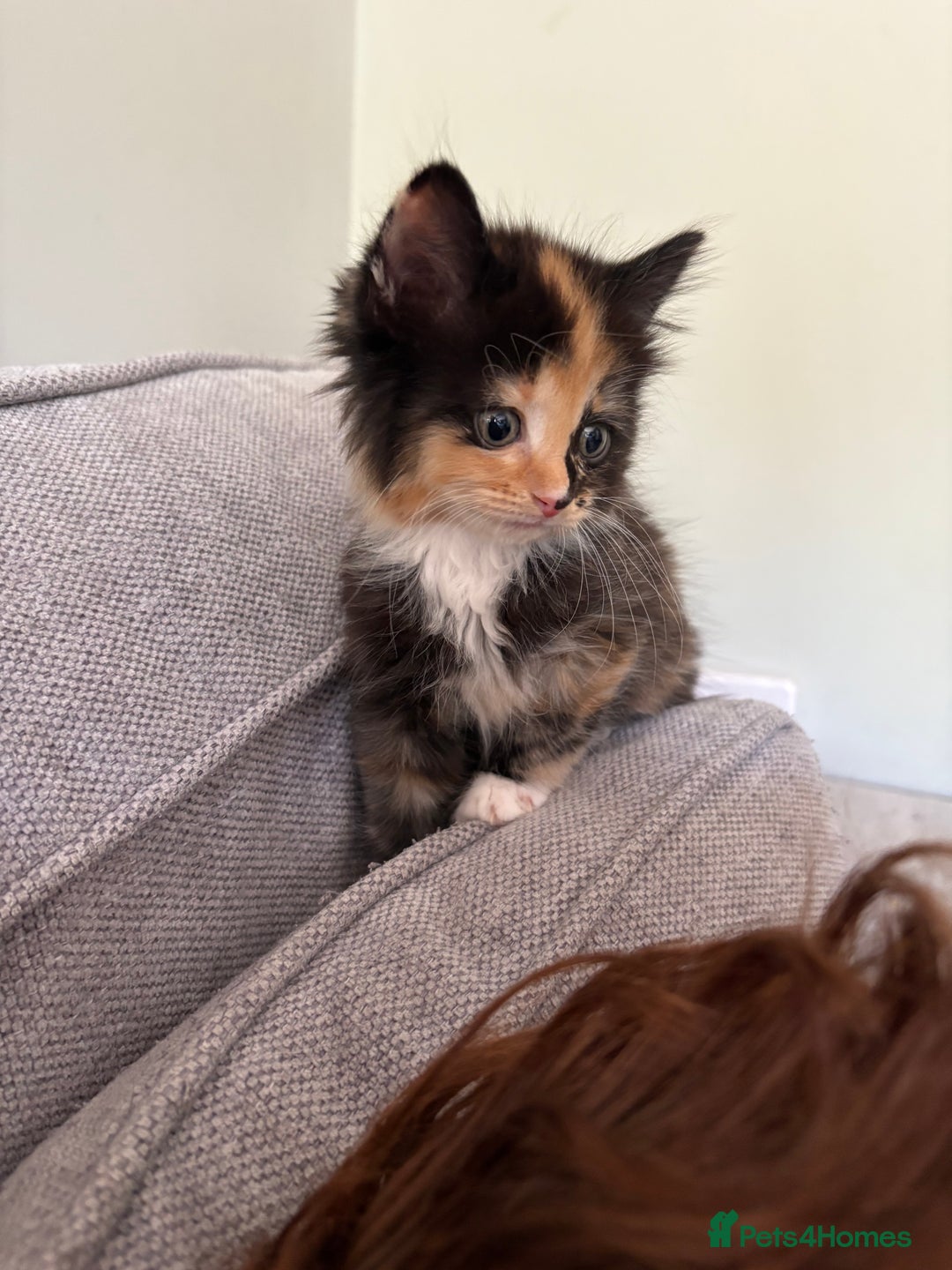 Turkish Van cats for sale: Turkish Van Mix Kittens 8 Weeks Old Ready Now! - Image 18